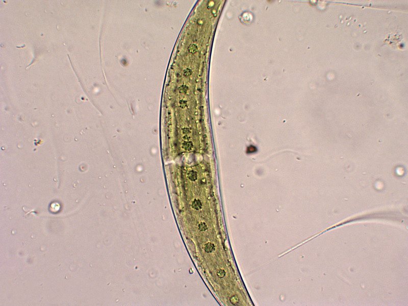 Prima alga osservata